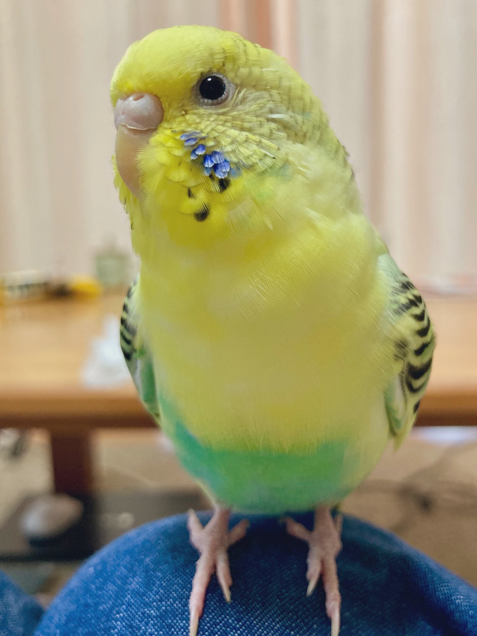 【真緒ページ】「カラフルインコさん」 「サッカーしようよ」 もみたろう on X: 