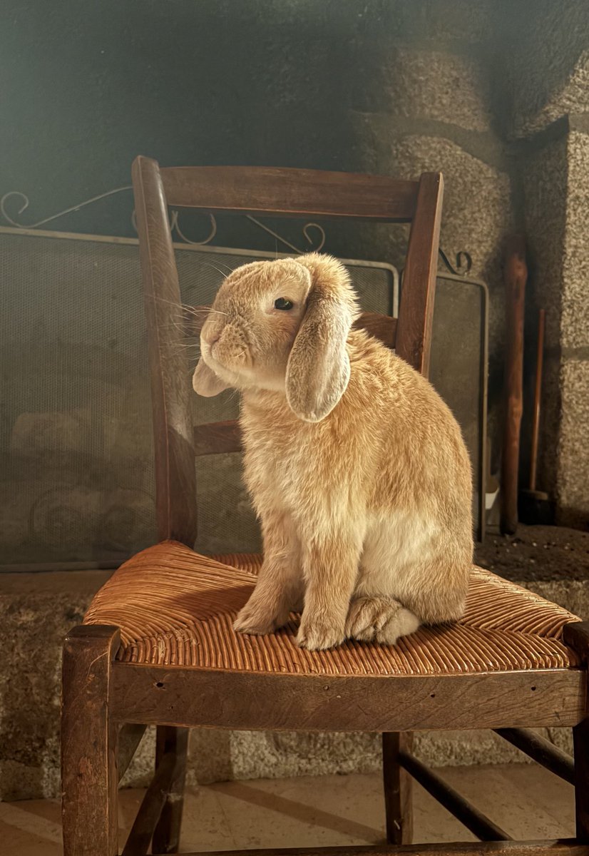 mahtfrid's tweet image. Je pense que Rembrandt, Weenix ou Vermeer l’auraient peint.