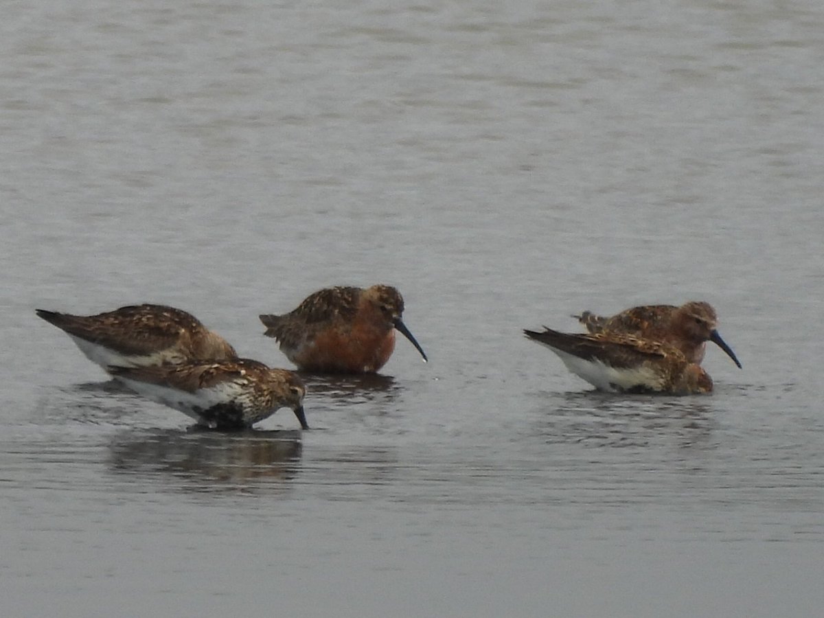 TimNobby's tweet image. Thanks to Steve W for finding these 2 Adult Curlew Sandpiper this morning on patch at bhm, Seaton wetlands, Devon.