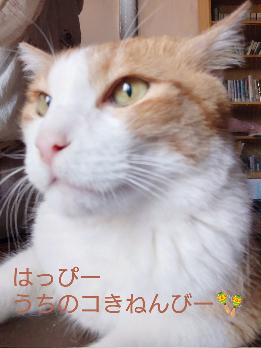 元野良Jと家主の徒然/straycatj tweet media