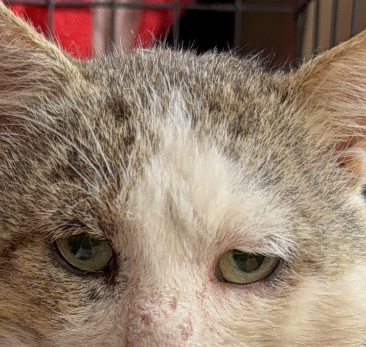Mister Grumpy hat gefressen.
Noch ist er ziemlich irritiert, nun hier zu sein, ich glaube aber, er wird das schaffen

Danke euch allen für eure likes, Herzen und die Beteiligung und Anteilnahme an seiner Situation 

#nordstadtkatzen