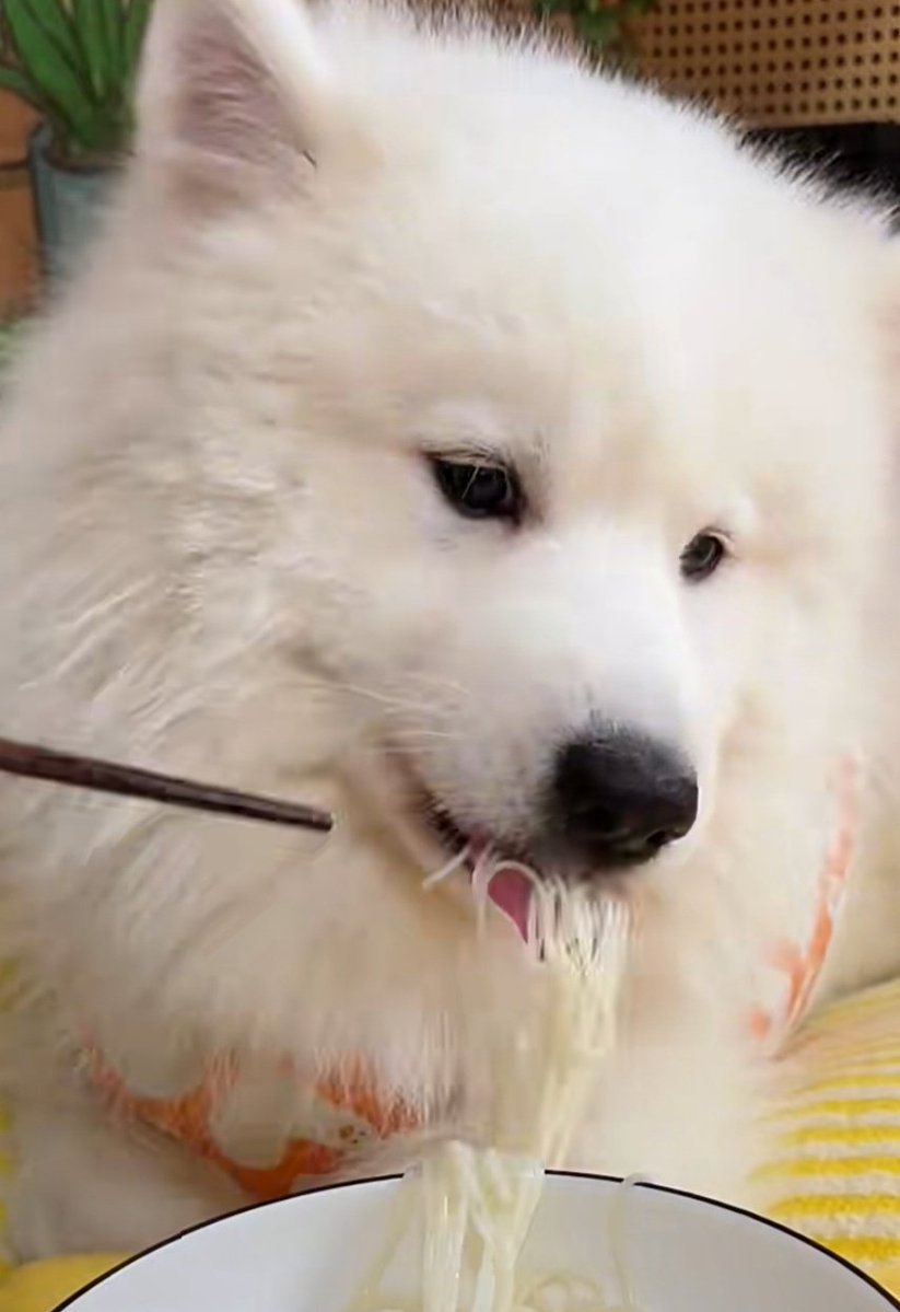 phu_as_samoyed's tweet image. เส้นเด้ง~🍜
#PHUTATCHAI