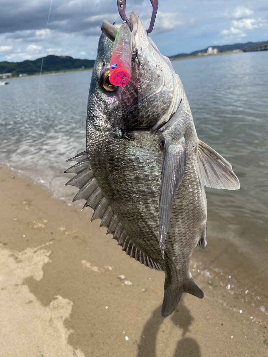 Rqr2X's tweet photo. 所用の間にちょっと抜け出してデイトップチニング。狙い通り数投で1匹キャッチして大満足。チヌトップの季節になりました!
#blueblue #GACHIPOP60 https://t.co/mbnaW8Ghvz