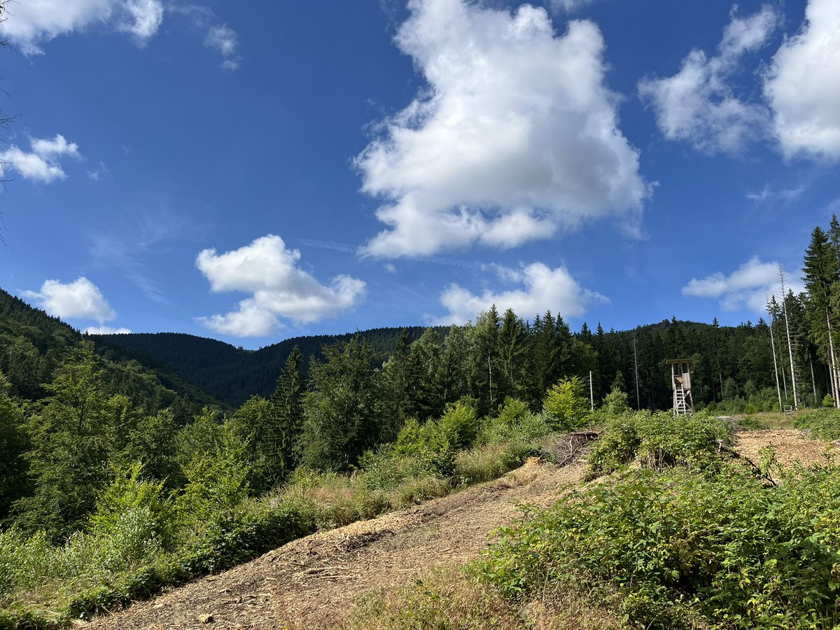Nationallibera3's tweet image. Gestern war endlich wieder schönes Wanderwetter. Wurde gleich für einen Ausflug in den Thüringer Wald genutzt 🥾☀️