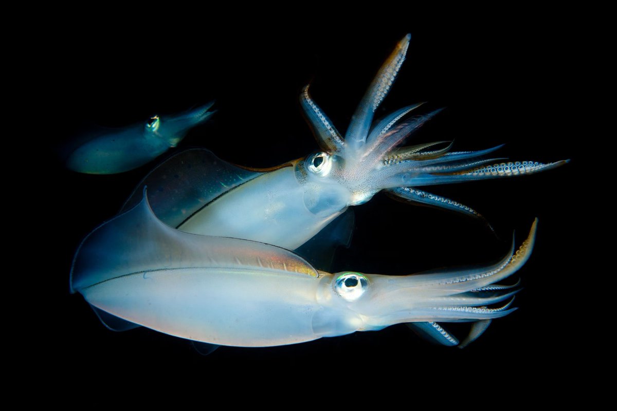 Casa Lettori (@casalettori) on Twitter photo Sembra che il calamaro di Lesson (Sepioteuthis lessoniana) sia un vero “padre di famiglia”, un comportamento riscontrato più spesso in vertebrati monogami come gli uccelli.
#UnMondoSommerso per #VentagliDiParole
<a href="/VentagliP/">VentagliDiParole </a> Sembra che il calamaro di Lesson (Sepioteuthis lessoniana) sia un vero “padre di famiglia”, un comportamento riscontrato più spesso in vertebrati monogami come gli uccelli.
#UnMondoSommerso per #VentagliDiParole
<a href="/VentagliP/">VentagliDiParole </a>