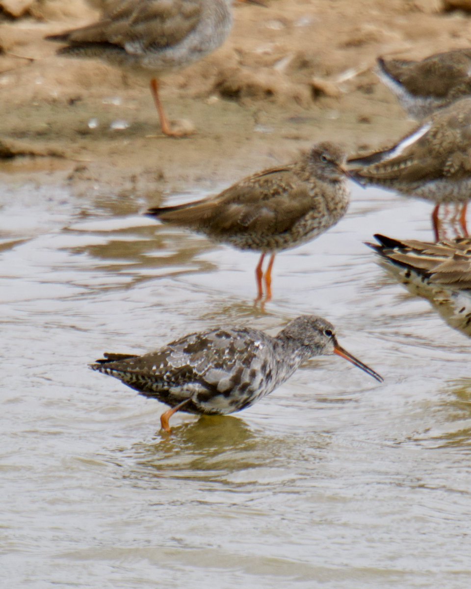 Tim Ridgeway (@timtim292) on Twitter photo Spotted Redshank Bowling Green Marsh Topsham starting to lose the blackness <a href="/LoveTopsham/">Love Topsham</a> <a href="/GWLT2015/">Goat Walk Land Trust</a> <a href="/RSPBExeEstuary/">RSPB Exe Estuary & Darts Farm</a> <a href="/BirdTrack/">BirdTrack</a> <a href="/waderquest/">Wader Quest</a> <a href="/freebirdnewsuk/">Free Rare Bird News, UK π¬π§</a> #Devon #SpottedRedshank #Waders Spotted Redshank Bowling Green Marsh Topsham starting to lose the blackness <a href="/LoveTopsham/">Love Topsham</a> <a href="/GWLT2015/">Goat Walk Land Trust</a> <a href="/RSPBExeEstuary/">RSPB Exe Estuary & Darts Farm</a> <a href="/BirdTrack/">BirdTrack</a> <a href="/waderquest/">Wader Quest</a> <a href="/freebirdnewsuk/">Free Rare Bird News, UK π¬π§</a> #Devon #SpottedRedshank #Waders