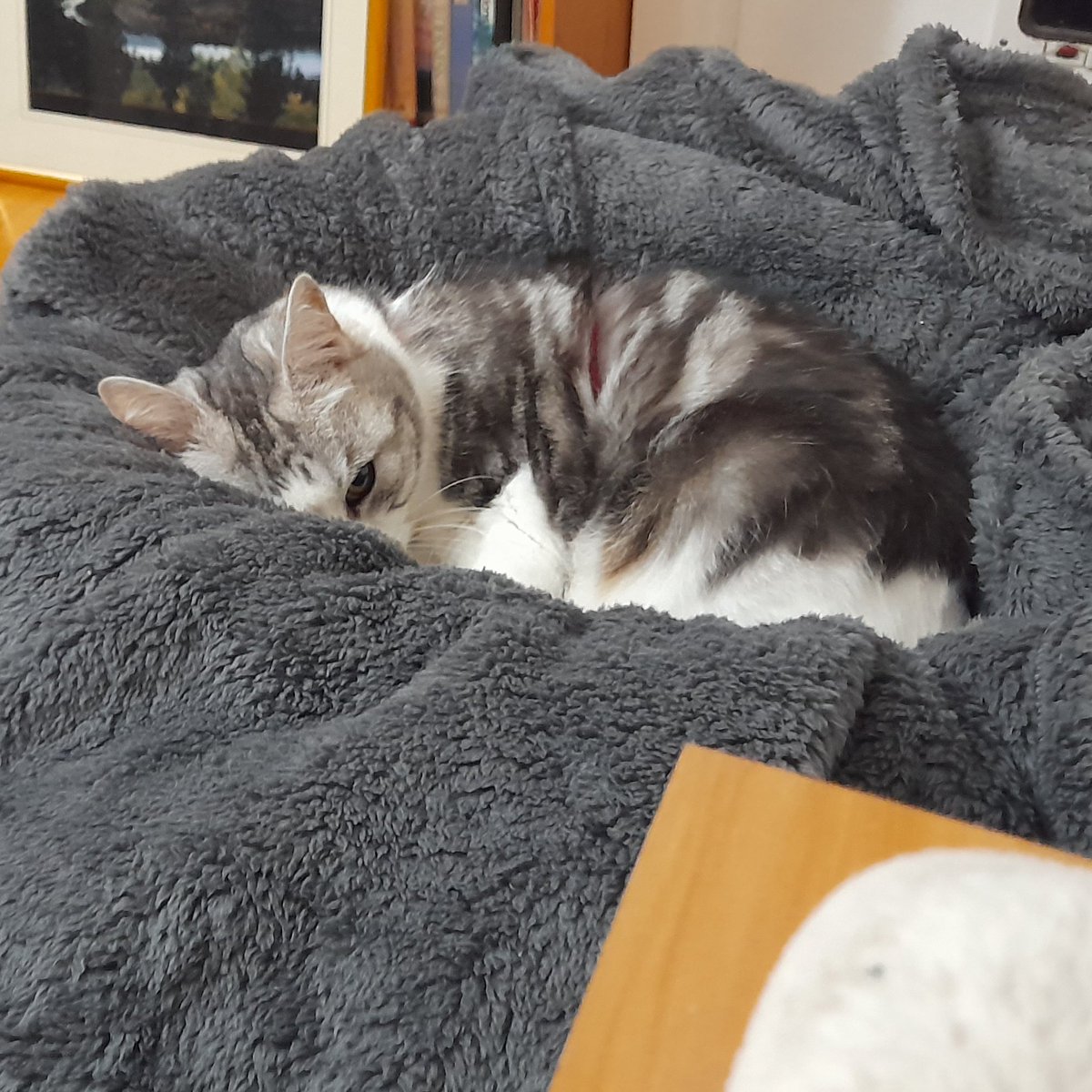 wombatwalking's tweet image. Diary of a cat servant: Of course I could get up, Wombat. For food or treats.