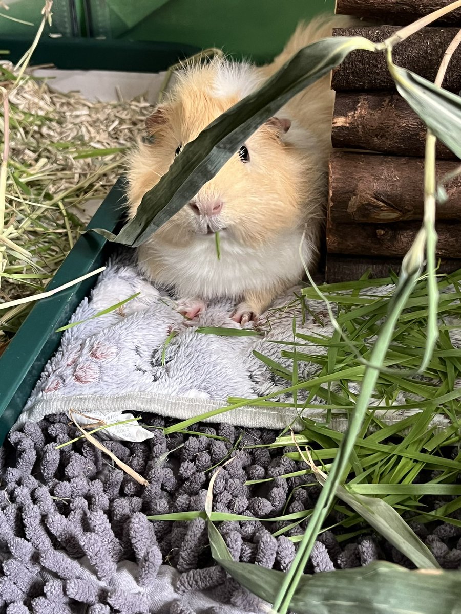 Breakfast in bed …