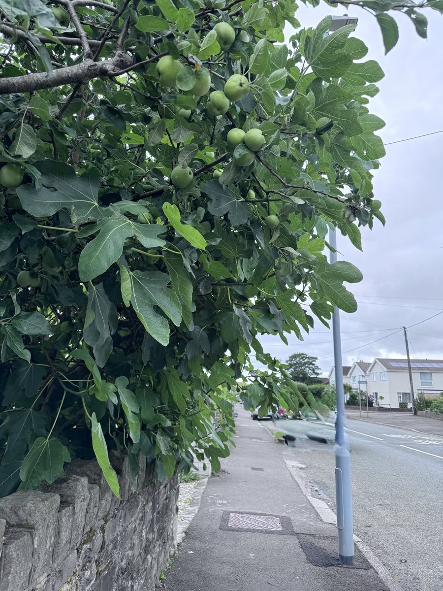 Doc_IonaCollins's tweet image. Roadside apples and figs (parked car deleted for pic to remain anonymous)