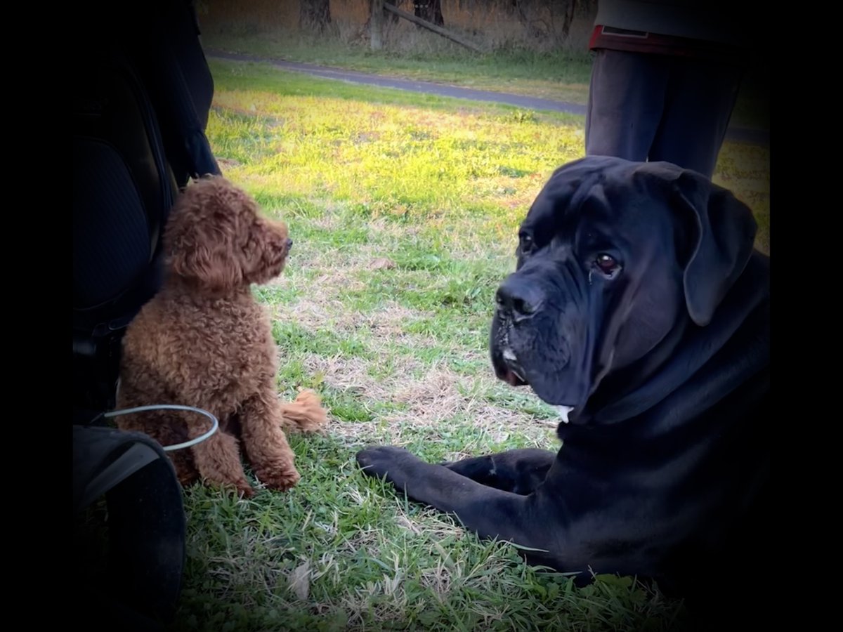 whaler_michael's tweet image. Reign has a new little buddy 🥰