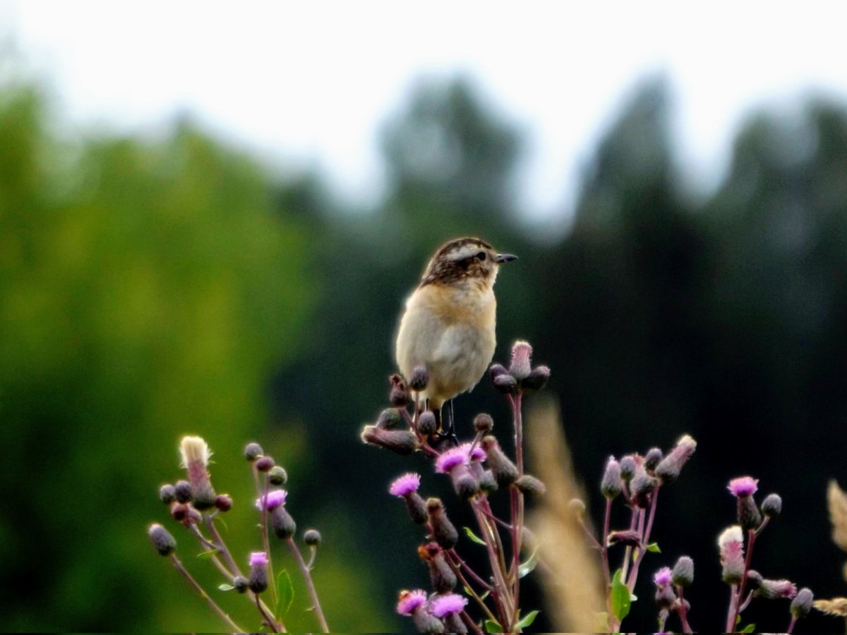 HPaluste's tweet photo. Kadakatäks
#Birds #birdphotos #Naturfotografie #BirdsTwitter https://t.co/ISQAWBJLTk