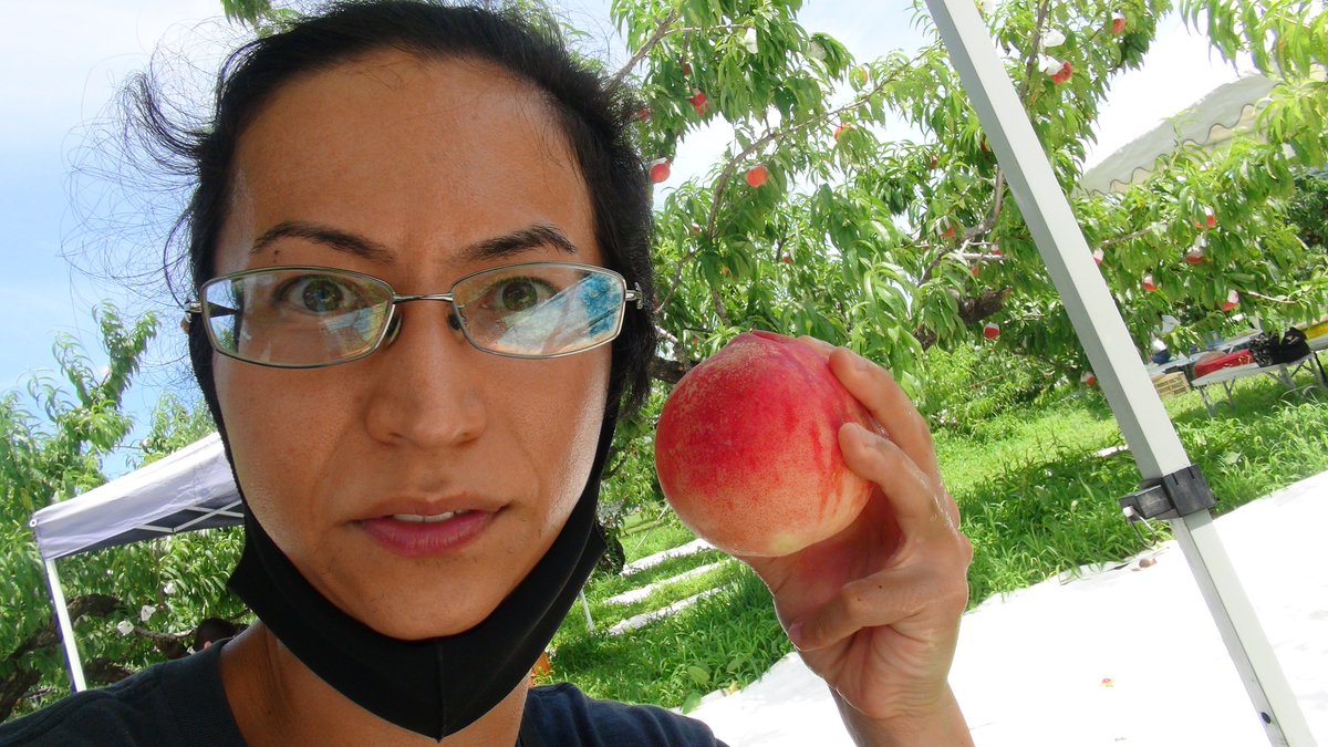 KisaMake's tweet image. 桃狩りしてきた。桃達が丸くて凄い可愛いかった！I just did peach picking. All the fruits  were so round and cute!