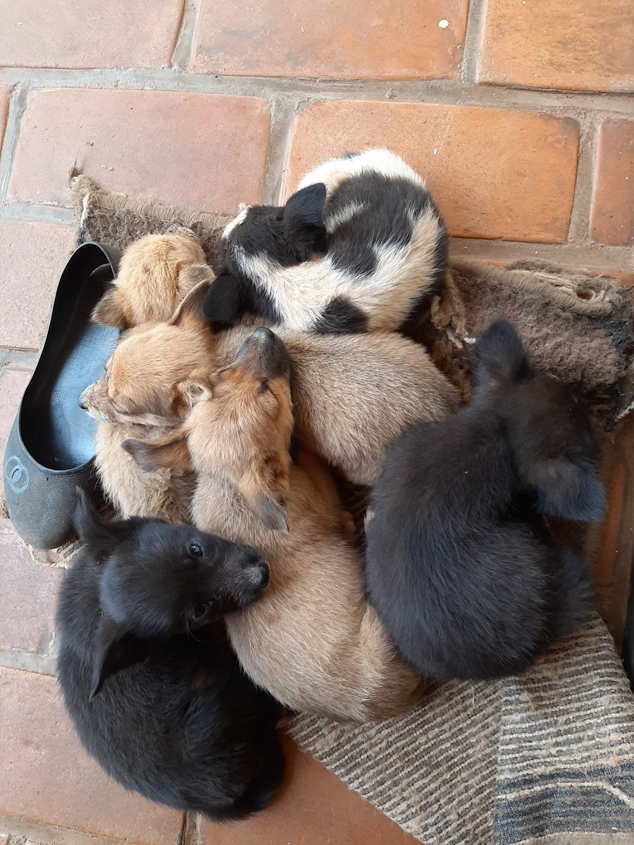 KabambeRyan's tweet photo. Puppies for sale! 
Crossbreed Maltese and German Shepard 
2 months old
3 males (black) and 3 females (brown) 
Unvaccinated 

250K for a puppy. HMU https://t.co/ilSVsskRBS