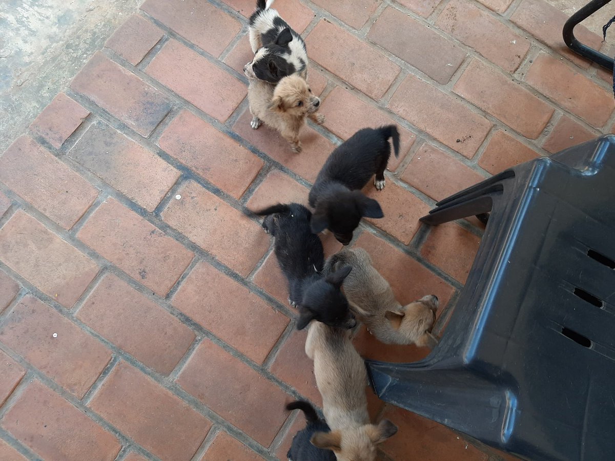 KabambeRyan's tweet photo. Puppies for sale! 
Crossbreed Maltese and German Shepard 
2 months old
3 males (black) and 3 females (brown) 
Unvaccinated 

250K for a puppy. HMU https://t.co/ilSVsskRBS