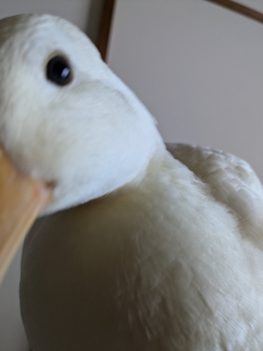 ramu_ruriha's tweet image. 手乗りアヒル🐥
#コールダック