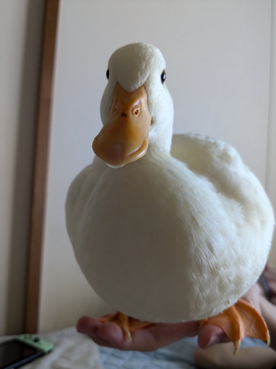 ramu_ruriha's tweet image. 手乗りアヒル🐥
#コールダック