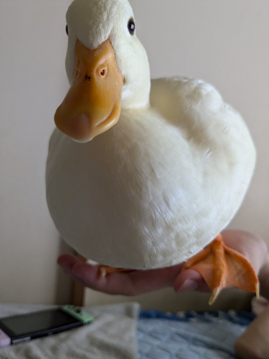 ramu_ruriha's tweet image. 手乗りアヒル🐥
#コールダック