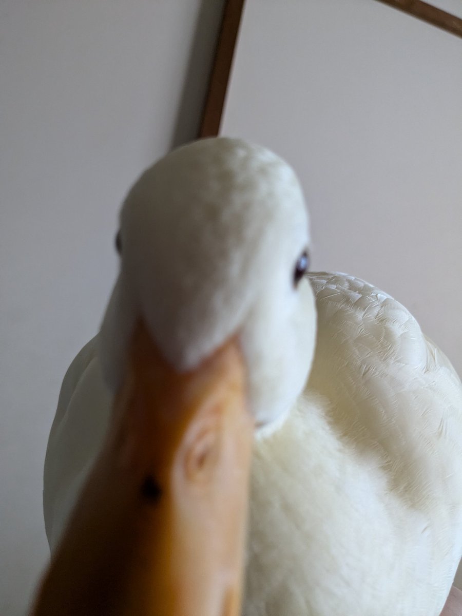 ramu_ruriha's tweet image. 手乗りアヒル🐥
#コールダック