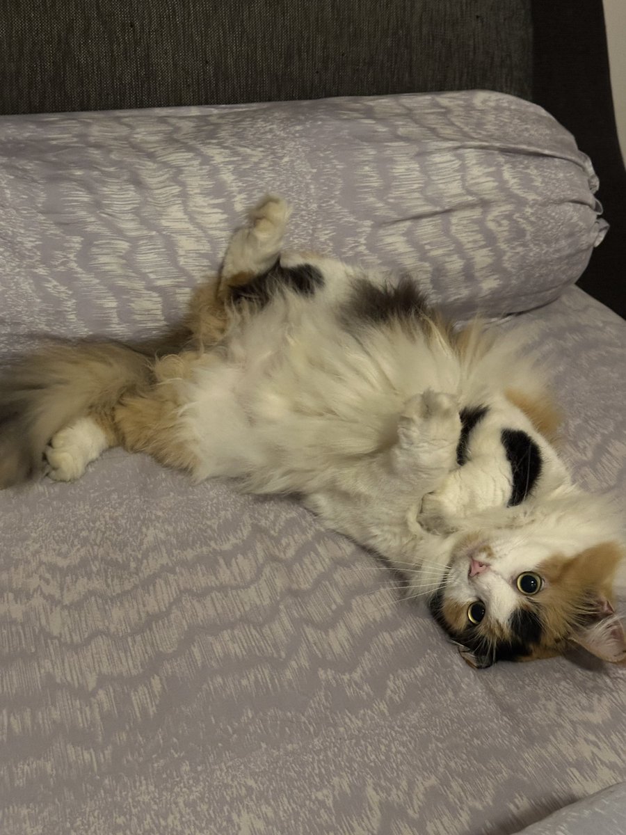 Adalah kucing gak jelas gatau namanya siapa, gw lagi rebahan main hp ditampolin😡😡 karena kaget bangunlah gw dari kasur. Eh abis itu tempat gw rebahan dipake sm dia. Sama bapaknya bknnya disuruh minta maaf malah dibilang, “LUCUUU, LUCUU, SUPER LUCUU”