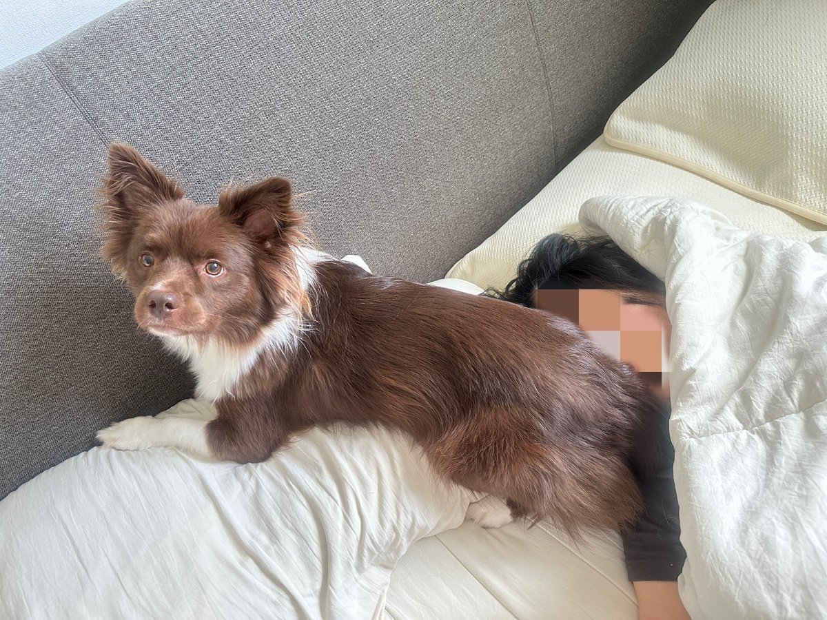 bamtingoo's tweet image. 눈 앞에 궁뒹이 너무 가까이 있어요