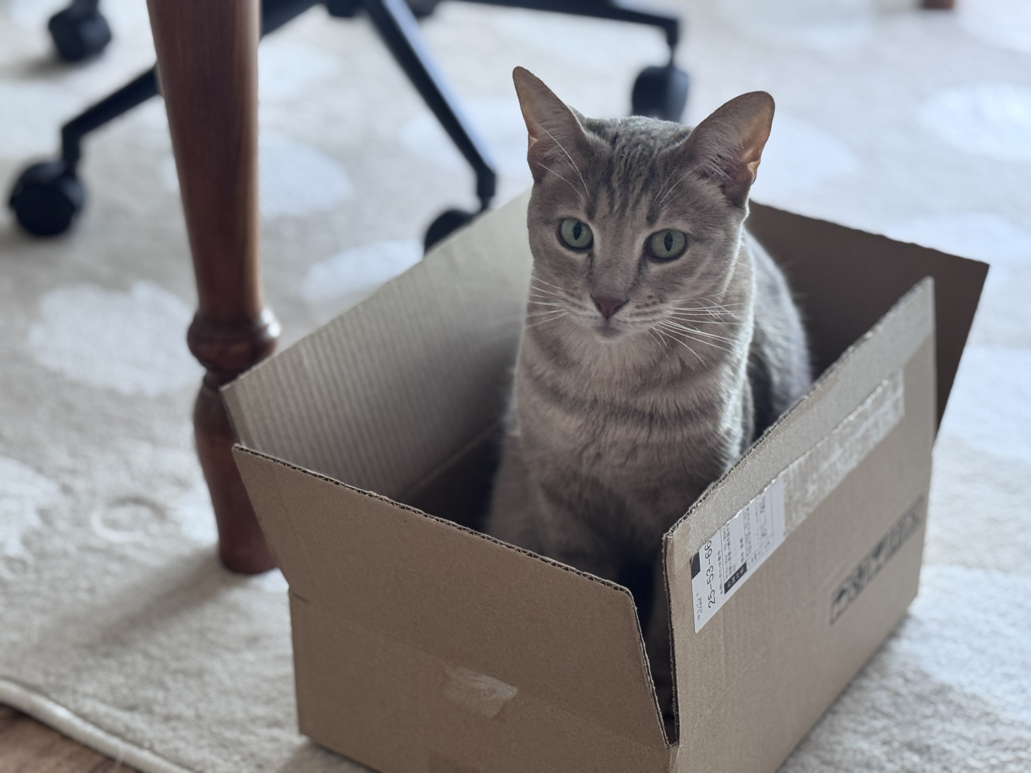ねこぼ たぬを on X: 
