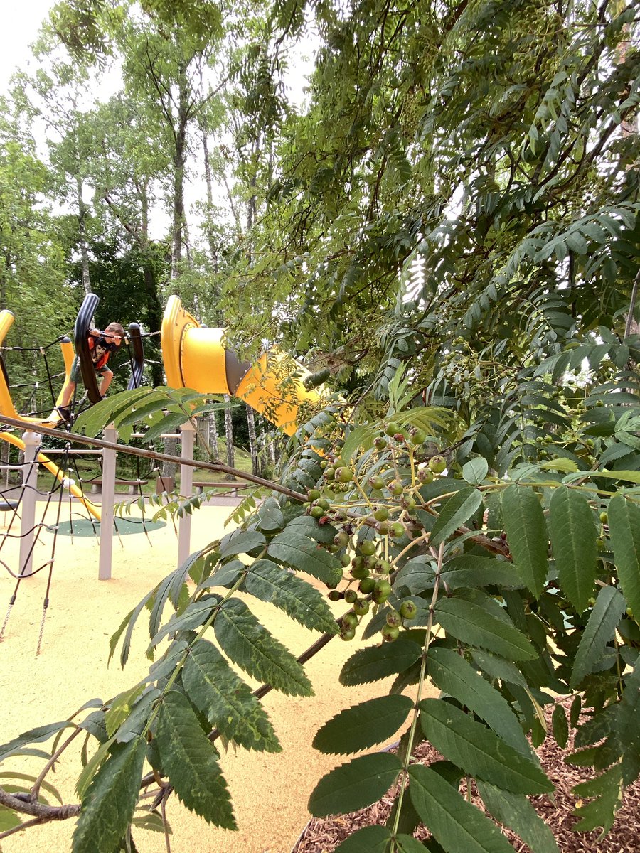 Spēļu laukums un koki 💚🌱