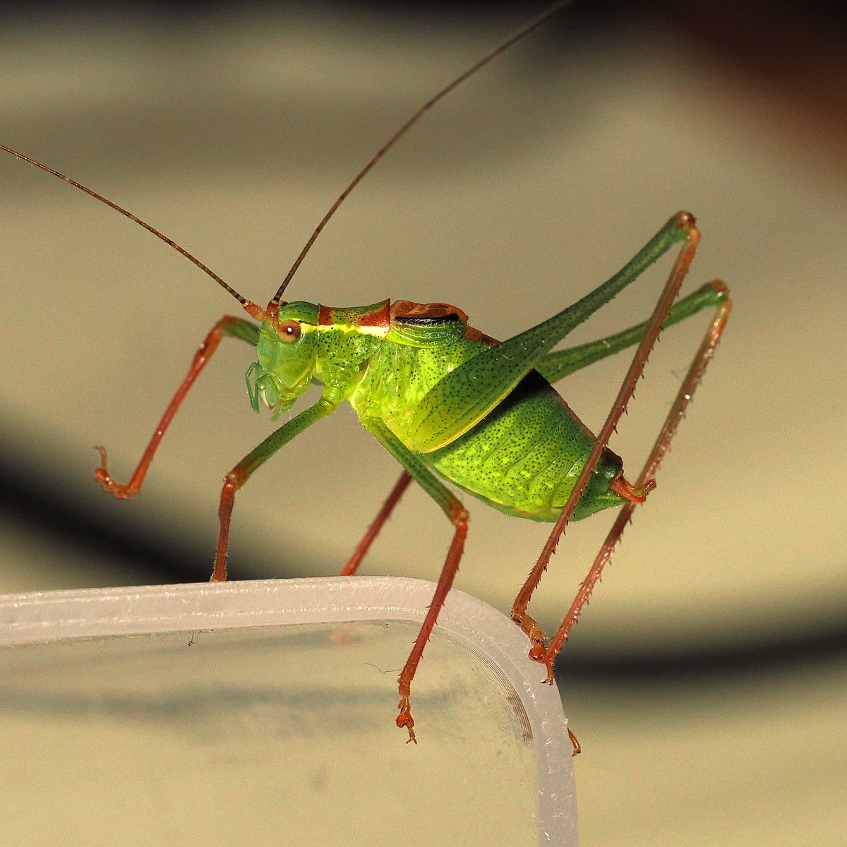 jwood_t's tweet image. Another Bush Cricket found indoors and released (daily occurrence ATM)- this one a male Speckled Bush Cricket (Leptophyes punctatissima) which was giving a "when you have quite finished, can I go" look...馃檮. Speckled are flightless.
