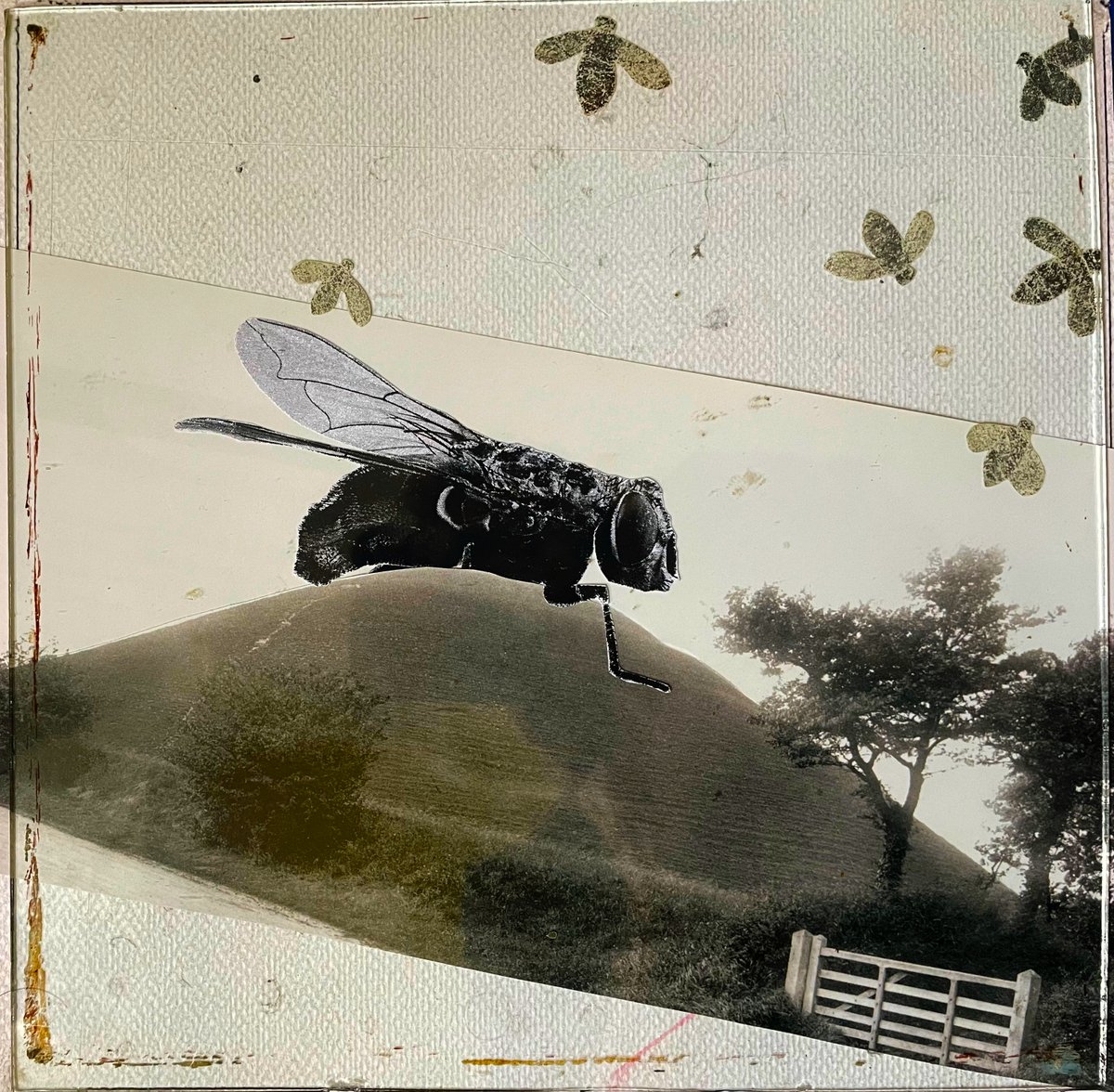 JohnDummett4's tweet image. the hill has flies