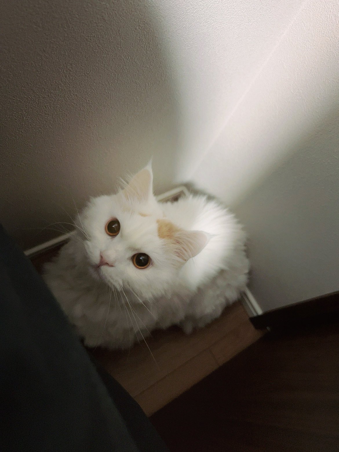 ねこのしっぽ様♡ありがとうございます♡ しまお on X: 