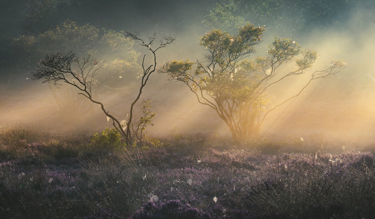 Purple heather season is just a few weeks away!