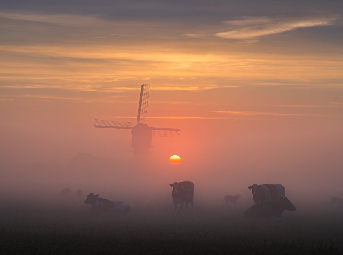 Early morning on the Dutch countryside a few days ago.