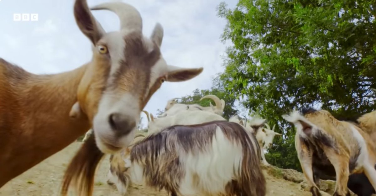 WATCH | Naughty goats and clever cows 

👉africanfarming.com/tiny/frmd