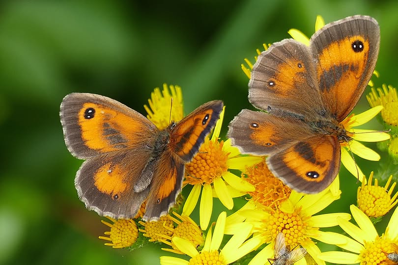 SteveCaple4's tweet image. Gatekeepers (male) on Ragwort. So named because of their habit of flying along hedgerows near to field gates (apparently)馃グ