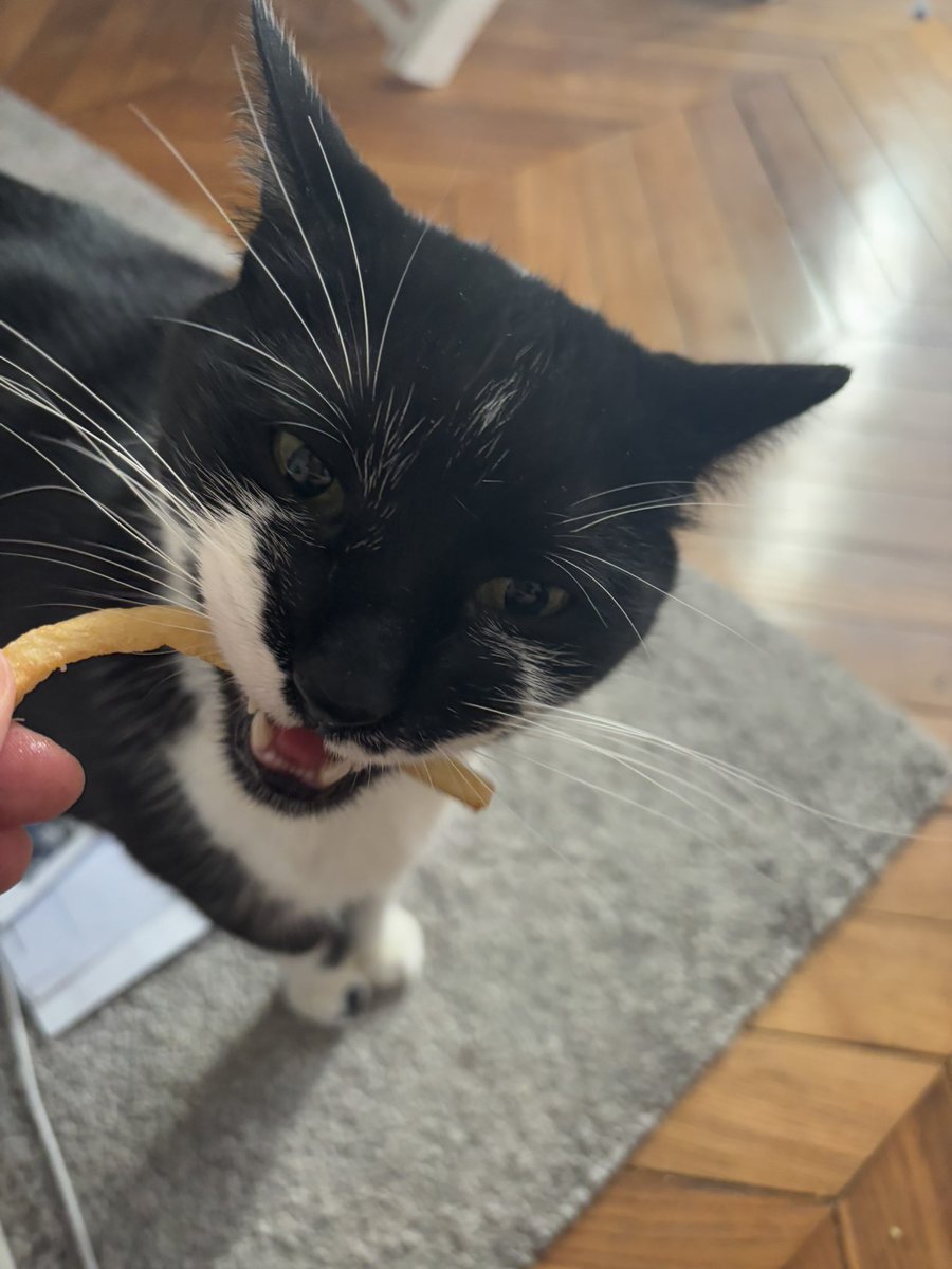 marcantoinecat's tweet image. another lovely day of being loved (being given a FRENCH fry )