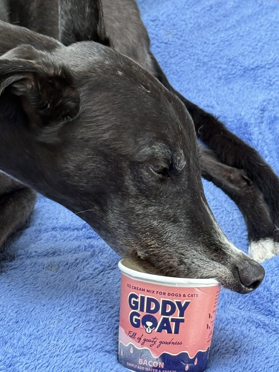 paddythegreyt's tweet image. ⸻
It’s #NationalIceCreamDay! After years of racing around tracks, I’ve finally found the good life: Bacon flavoured Giddy Goat Ice cream! Yes, you heard me, bacon ice cream. It’s like chasing a squirrel and actually catching it, but tastier and less cardio! Hope your day is as…