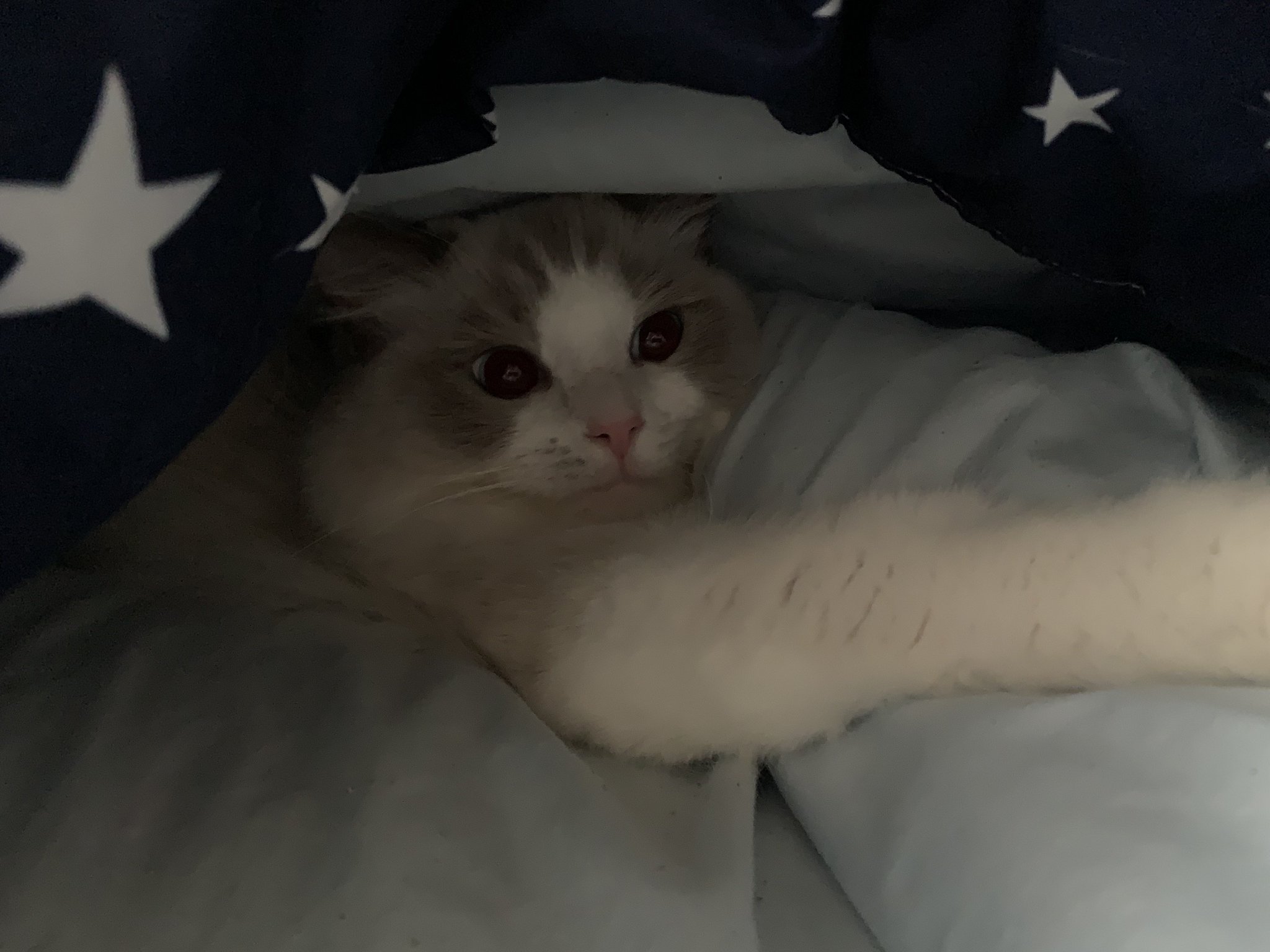 猫好き 今日は #世界猫の日 🐈‍⬛🐈 世界中の猫ちゃんたちが幸せに