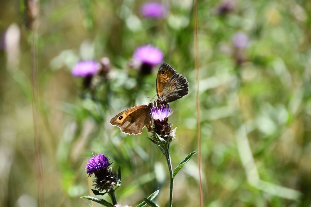 FieldStudiesC's tweet image. The Big Butterfly Count is here! 🦋
We're excited to support this brilliant citizen science project from Butterfly Conservation that tracks the health of butterfly populations across the UK — and it's an easy one for anyone to get involved!
✅ Simply spend 15 minutes spotting…
