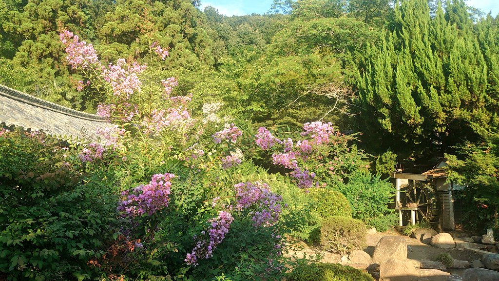 kibitsujinja's tweet image. 吉備の国
明るく照らさる
サルスベリ

#吉備津神社 #岡山 #サルスベリ #百日紅