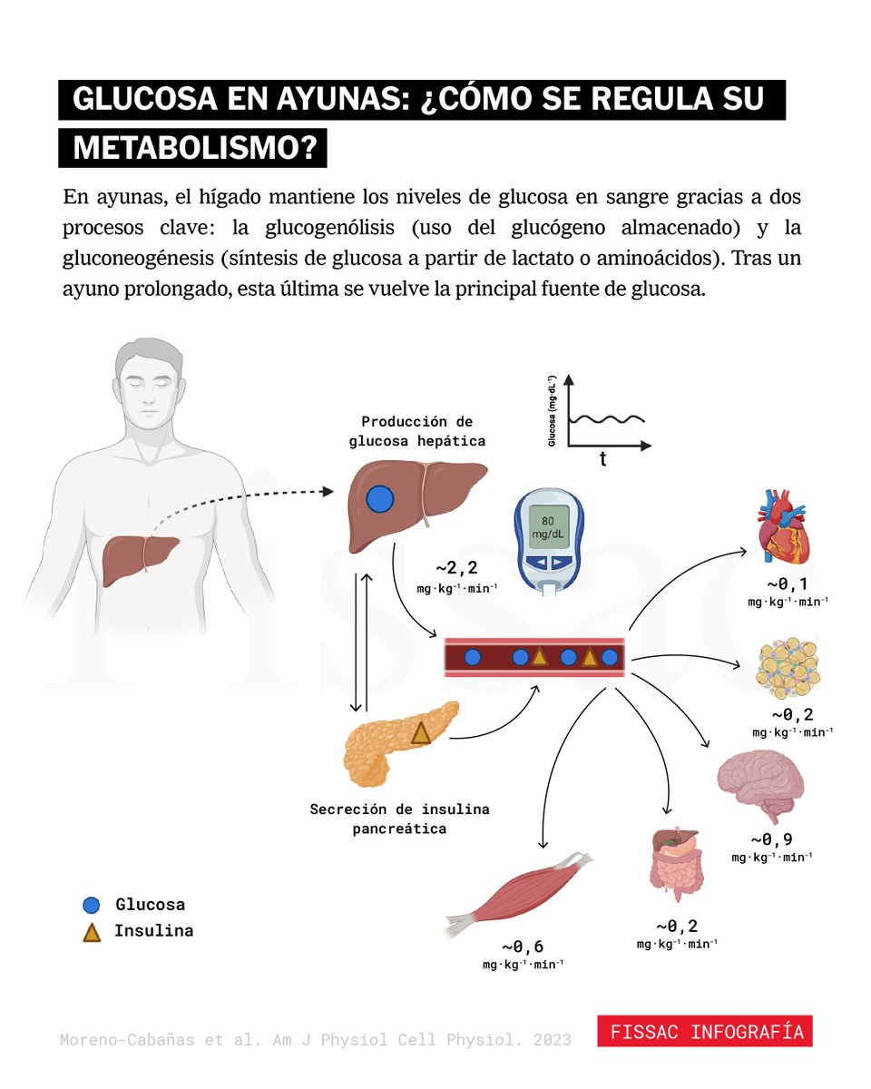 🎧 Audio-artículo recomendado para hoy
⠀
🏃 ¿Ejercicio en ayunas o después de comer?

En la actualidad, la pregunta de cuándo realizar ejercicio, si en ayunas o tras la comida, sigue sin tener una respuesta clara. Antes de intentar responderla, necesitamos entender el