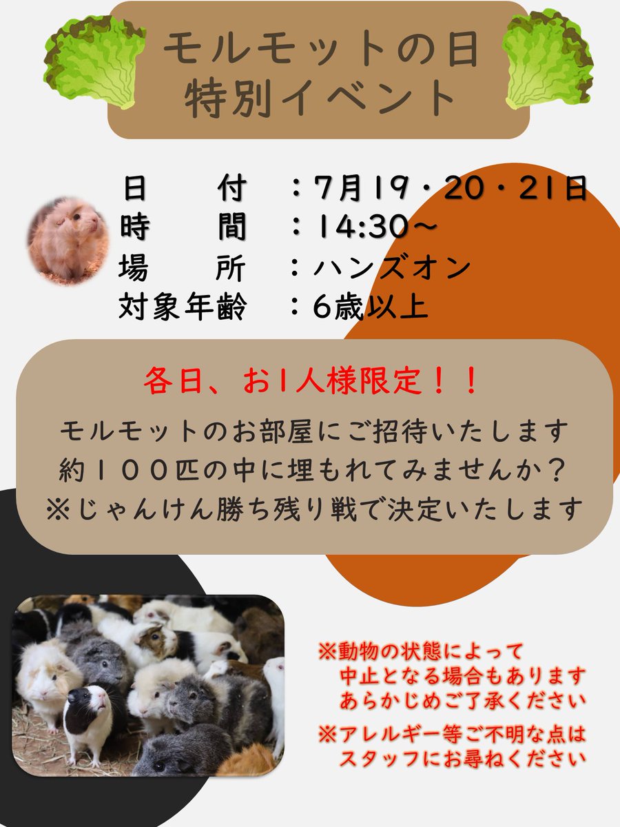 hamurazoo_'s tweet image. 昨日に引き続き、「モルモットの日特別イベント」を開催しました✨
今回の勝者は以前モルモットを飼っていたという方でした!おめでとうございます🎉
明日は遂にモルモットイベント最終日です!更なる挑戦者お待ちしております!!
#ヒノトントンZOO #羽村市動物公園 #三連休特別イベント開催