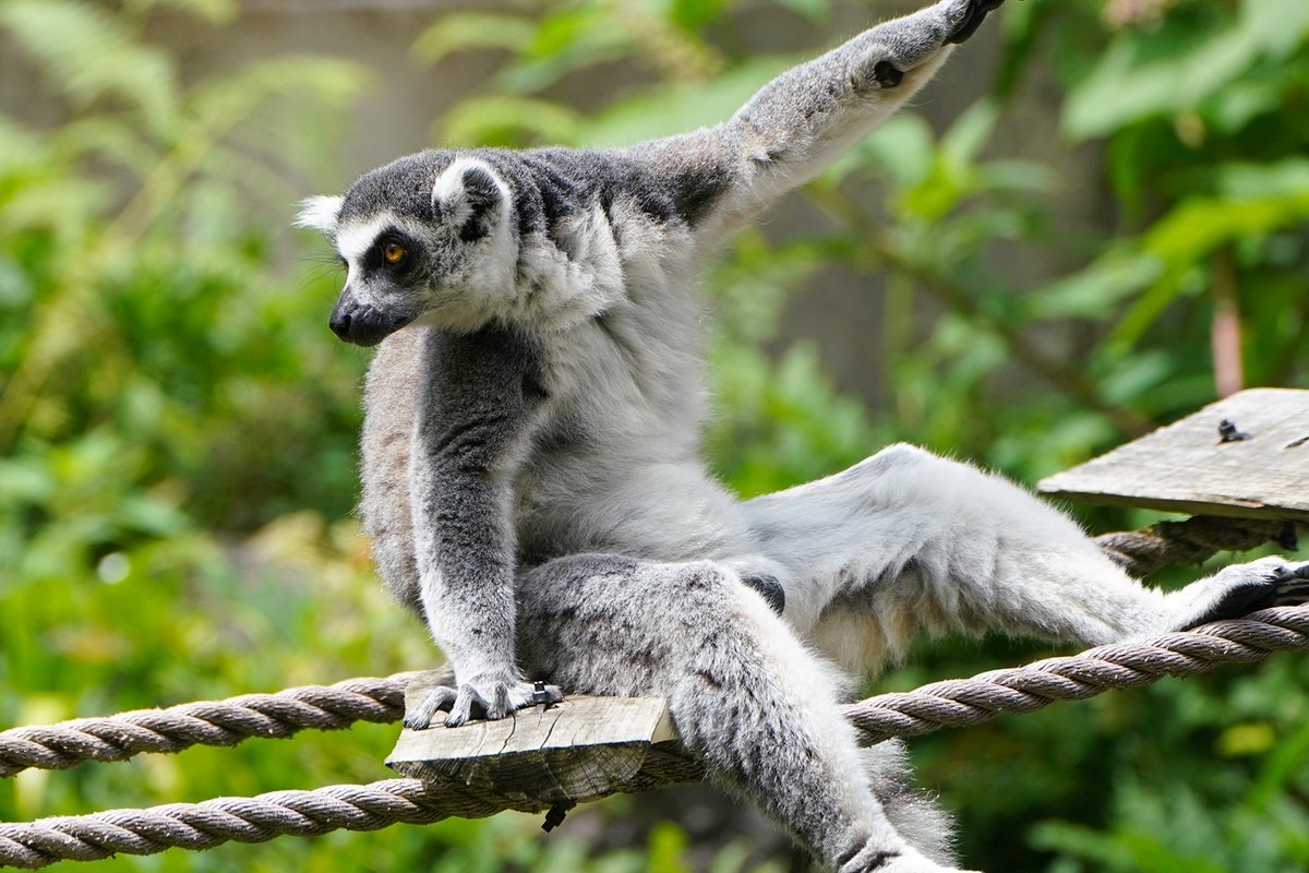 fuji_safari1980's tweet image. 不安定なつり橋の上でも安定感抜群な #ワオキツネザル ✨
#ringtailedlemur #富士サファリパーク
fujisafari.co.jp/animal-fureai/…