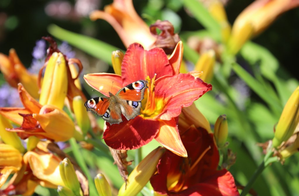 Vlinders! 
#vlinders #butterflies #sunshine