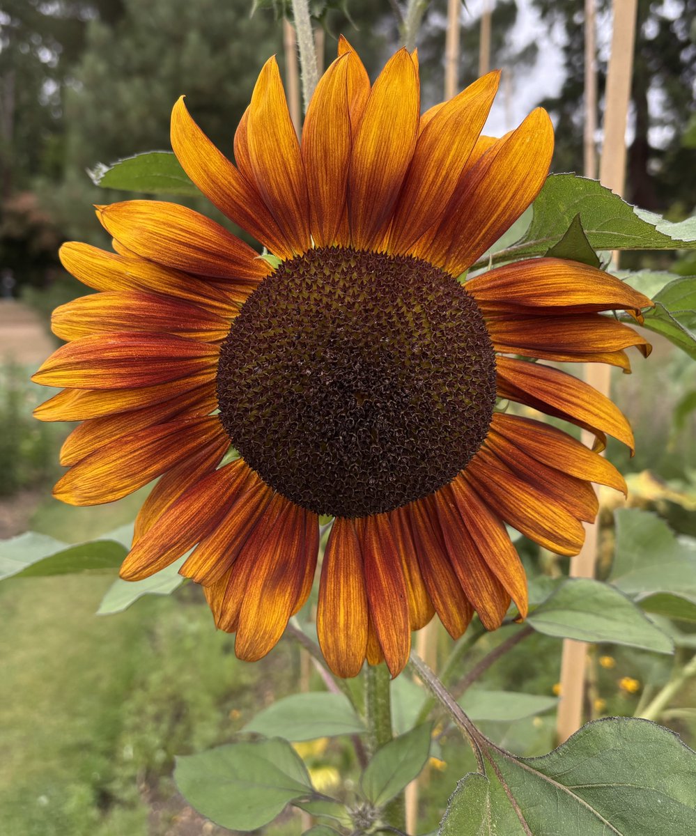 edmondslyn's tweet image. #SunflowerSunday with this burnt orange sunflower from @CUBotanicGarden  with its warm, rich and vibrant coloured petals and a darker brown centre
#Sunflower #FlowersOnSunday #SundayFlowers #Stunday