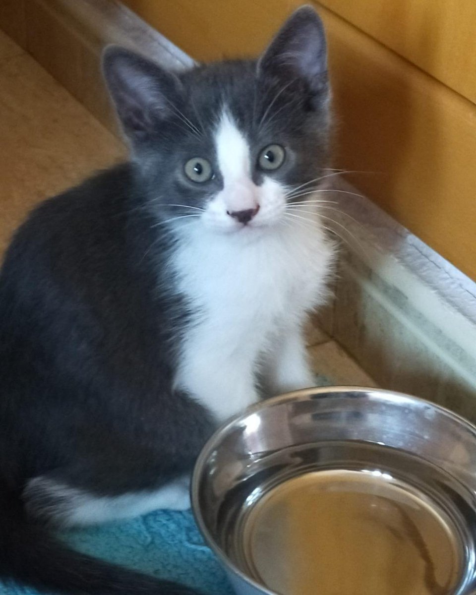 ZafiroProte's tweet image. 🩵 EDUARD EN ADOPCIÓN 🩵
Este estrella emergente está listo para dar el salto a la fama ¡en tu corazón! Este celebrity nos recuerda que las mejores historias suceden cuando menos las esperas 🌟 ¿Te gustaría ser su nuevo productor?
🐾 Eduard
🎂 3 meses
📍 Murcia
✈️ Puede viajar