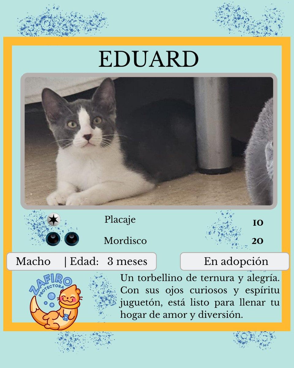 ZafiroProte's tweet image. 🩵 EDUARD EN ADOPCIÓN 🩵
Este estrella emergente está listo para dar el salto a la fama ¡en tu corazón! Este celebrity nos recuerda que las mejores historias suceden cuando menos las esperas 🌟 ¿Te gustaría ser su nuevo productor?
🐾 Eduard
🎂 3 meses
📍 Murcia
✈️ Puede viajar