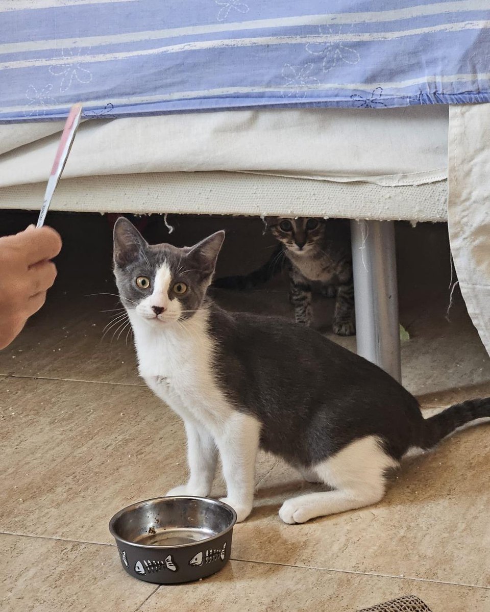 ZafiroProte's tweet image. 🩵 EDUARD EN ADOPCIÓN 🩵
Este estrella emergente está listo para dar el salto a la fama ¡en tu corazón! Este celebrity nos recuerda que las mejores historias suceden cuando menos las esperas 🌟 ¿Te gustaría ser su nuevo productor?
🐾 Eduard
🎂 3 meses
📍 Murcia
✈️ Puede viajar
