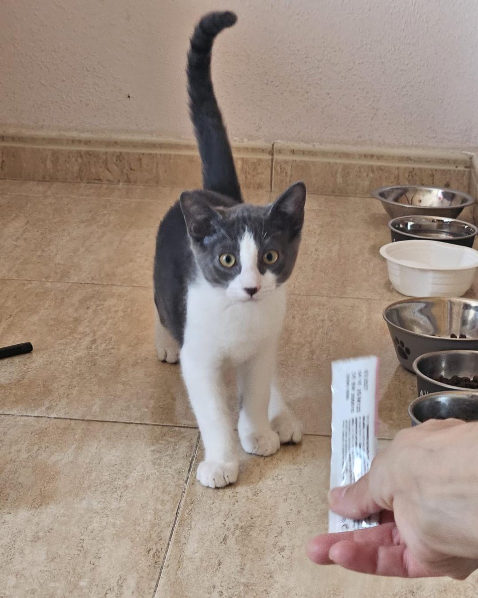 ZafiroProte's tweet image. 🩵 EDUARD EN ADOPCIÓN 🩵
Este estrella emergente está listo para dar el salto a la fama ¡en tu corazón! Este celebrity nos recuerda que las mejores historias suceden cuando menos las esperas 🌟 ¿Te gustaría ser su nuevo productor?
🐾 Eduard
🎂 3 meses
📍 Murcia
✈️ Puede viajar