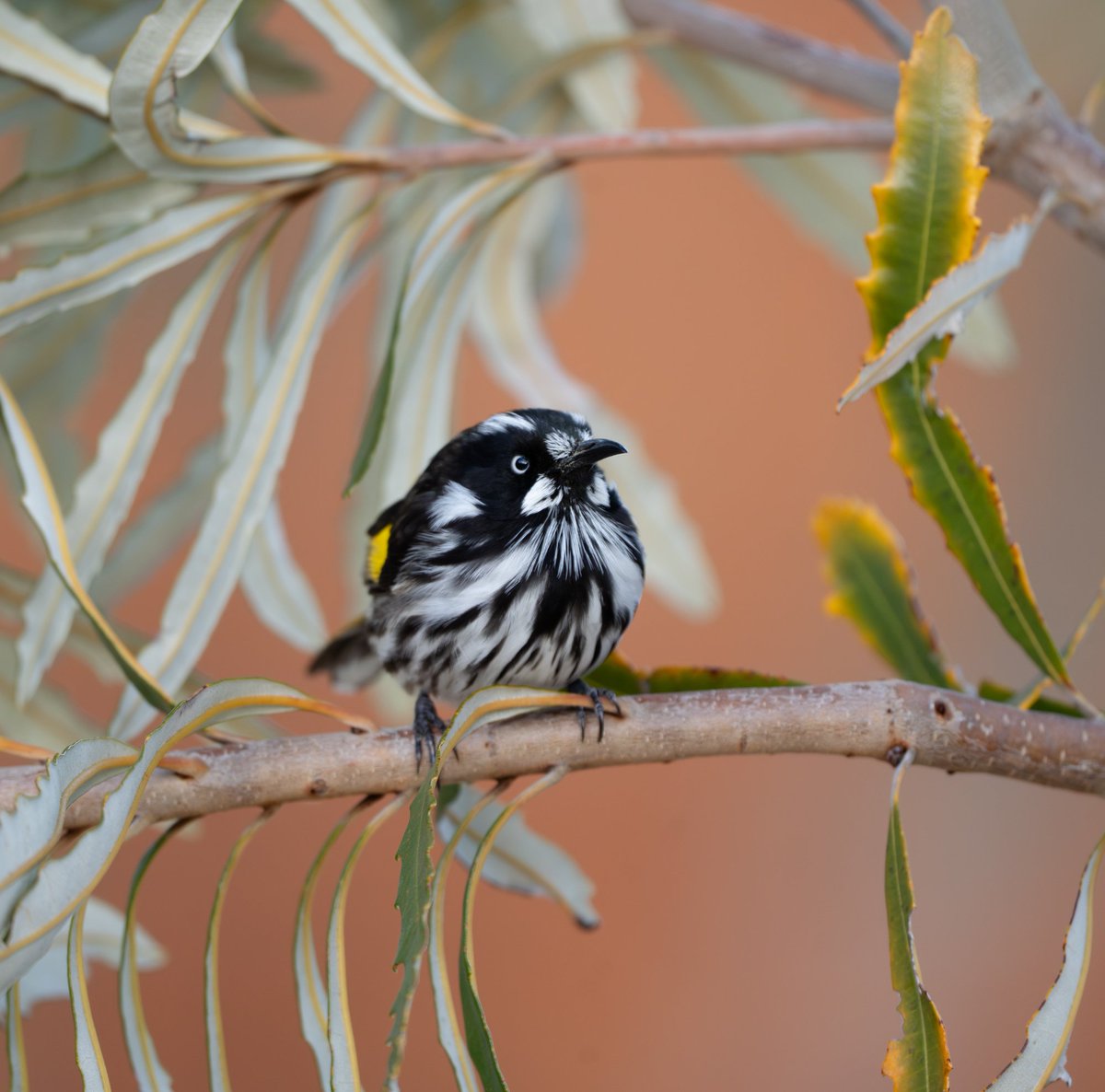 ThingsCanberra's tweet image. New Holland honeyeater - Botanic Gardens, this afternoon