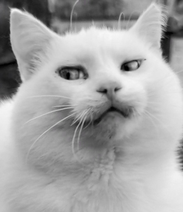 Faule Bande 🤔😱😸