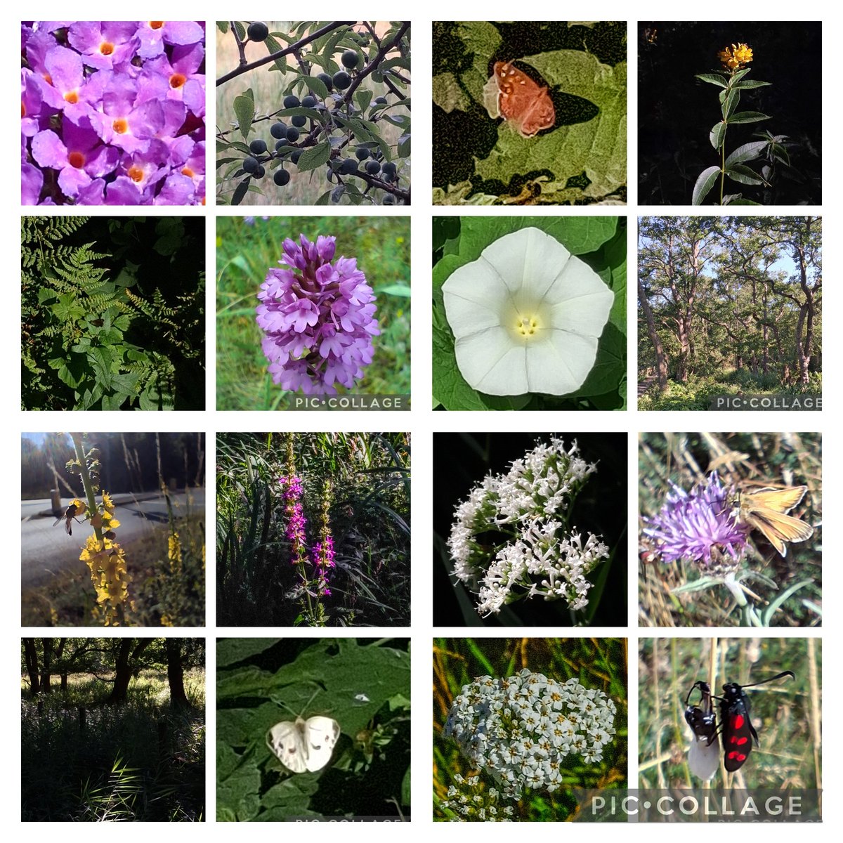 reading_ulysses's tweet image. Impressions of Askham Bog and environs this morning... while the Sun 🌞 lasts.